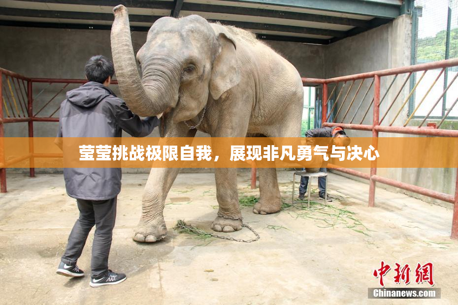 莹莹挑战极限自我，展现非凡勇气与决心
