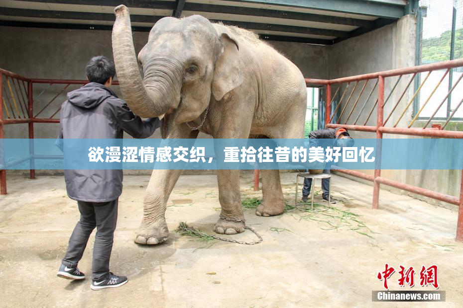 欲漫涩情感交织，重拾往昔的美好回忆