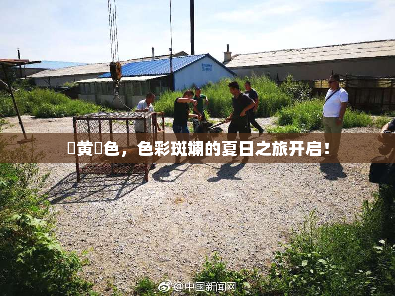 ✿黄✿色，色彩斑斓的夏日之旅开启！