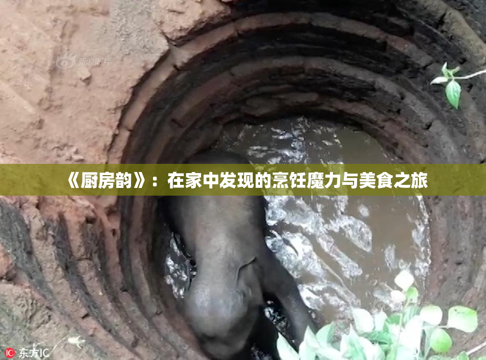 《厨房韵》：在家中发现的烹饪魔力与美食之旅