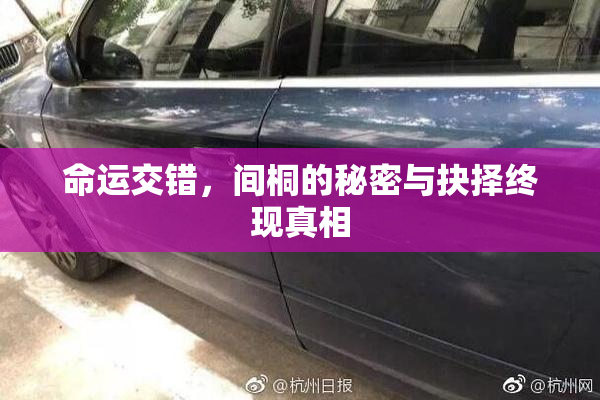命运交错，间桐的秘密与抉择终现真相