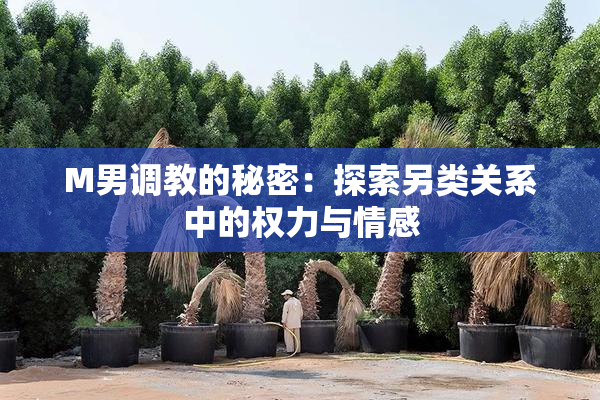 M男调教的秘密：探索另类关系中的权力与情感