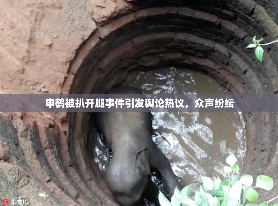 申鹤被扒开腿事件引发舆论热议，众声纷纭
