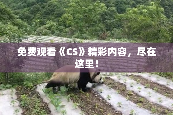 免费观看《CS》精彩内容，尽在这里！