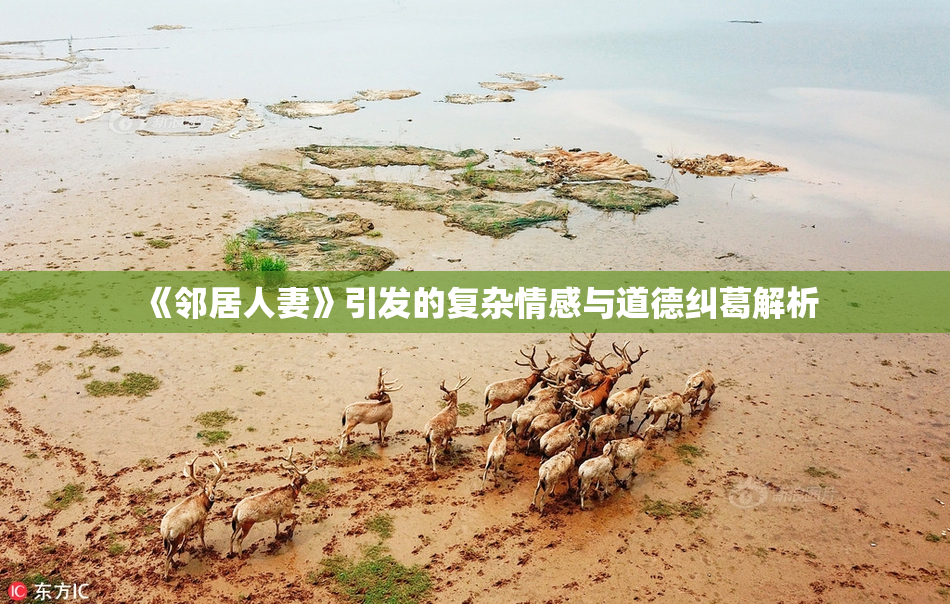 《邻居人妻》引发的复杂情感与道德纠葛解析