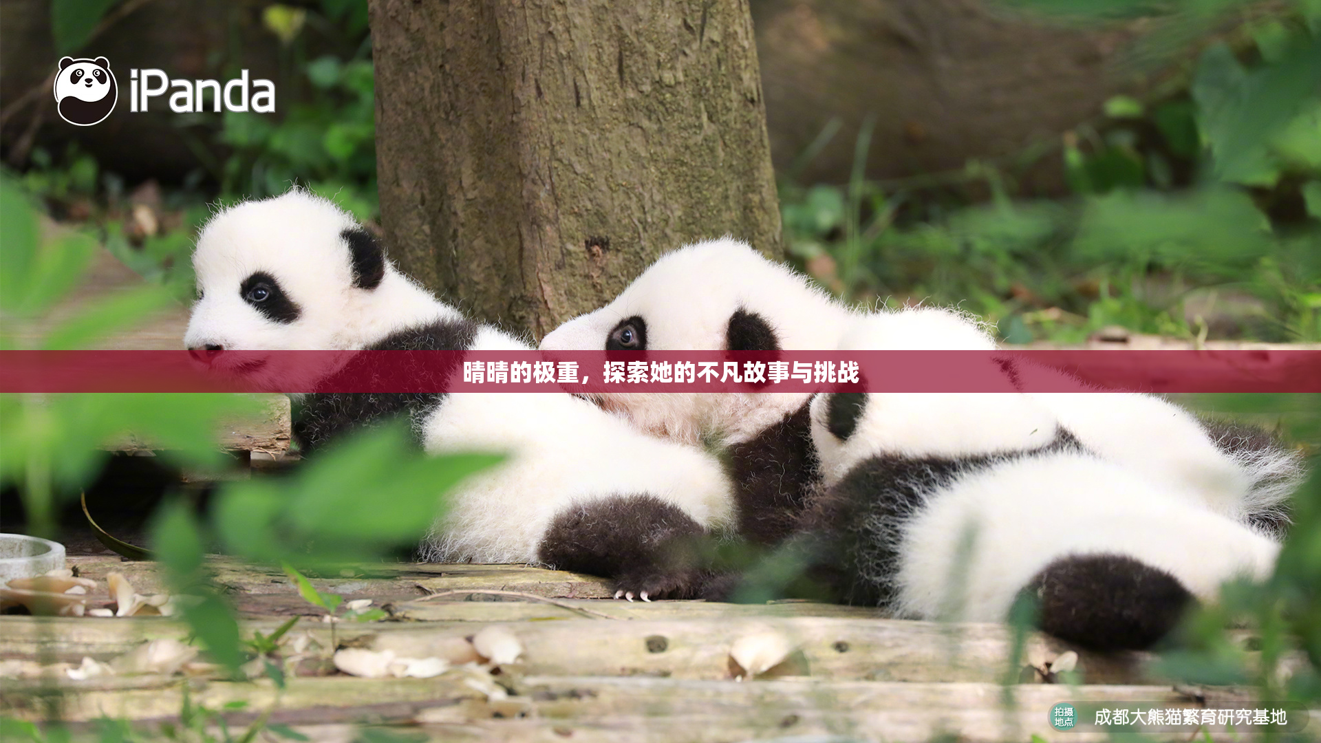 晴晴的极重，探索她的不凡故事与挑战