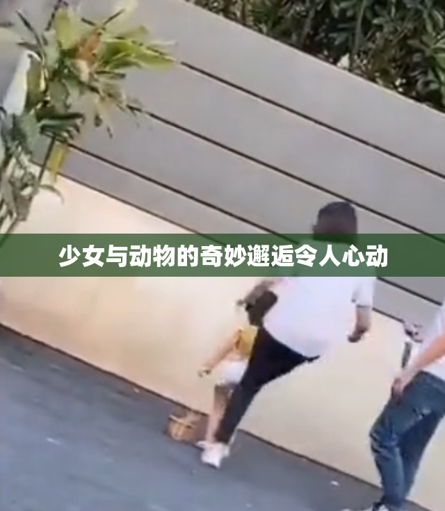 少女与动物的奇妙邂逅令人心动