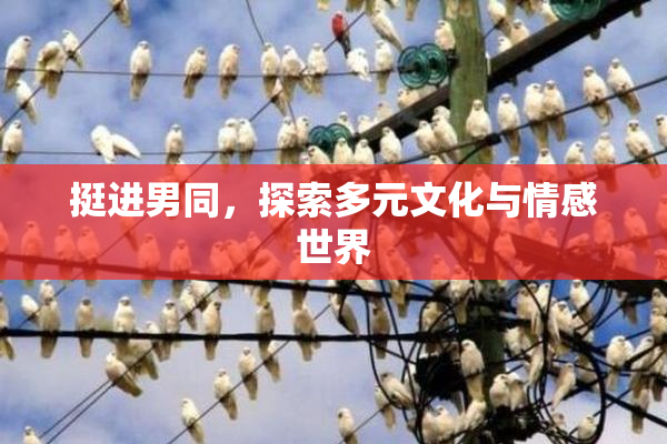 挺进男同，探索多元文化与情感世界
