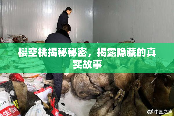 樱空桃揭秘秘密，揭露隐藏的真实故事