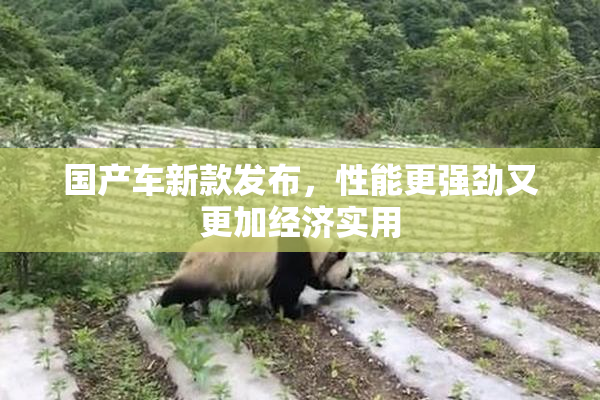 国产车新款发布，性能更强劲又更加经济实用