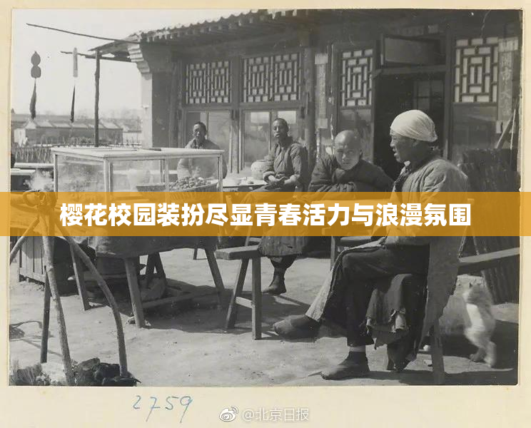 樱花校园装扮尽显青春活力与浪漫氛围