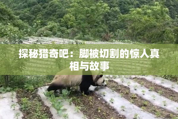 探秘猎奇吧：脚被切割的惊人真相与故事