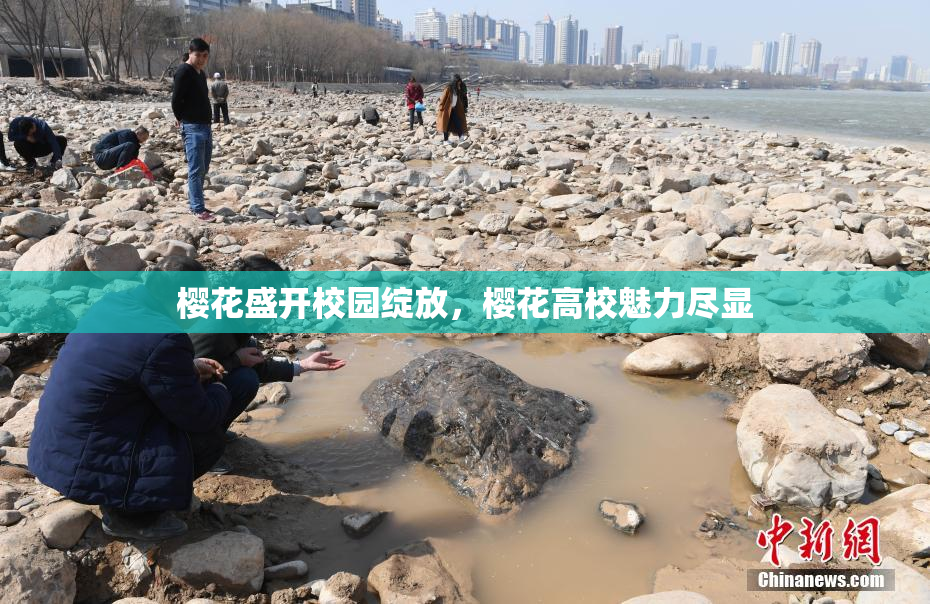 樱花盛开校园绽放，樱花高校魅力尽显