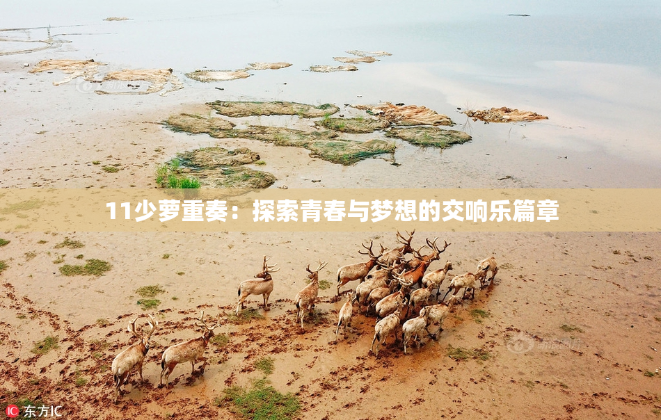 11少萝重奏：探索青春与梦想的交响乐篇章