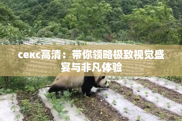 ceкс高清：带你领略极致视觉盛宴与非凡体验