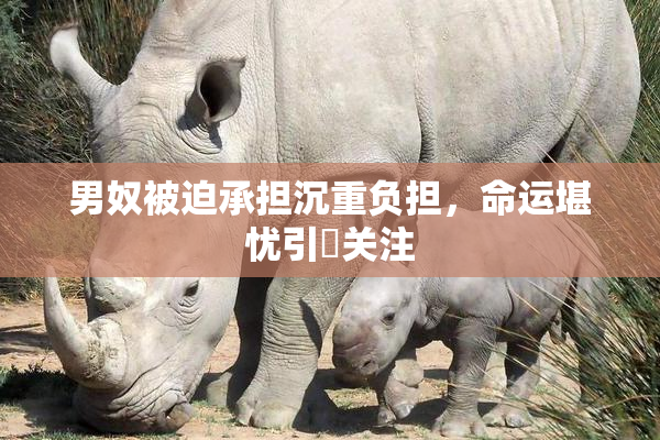 男奴被迫承担沉重负担，命运堪忧引発关注