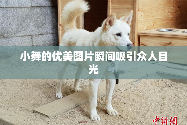 小舞的优美图片瞬间吸引众人目光