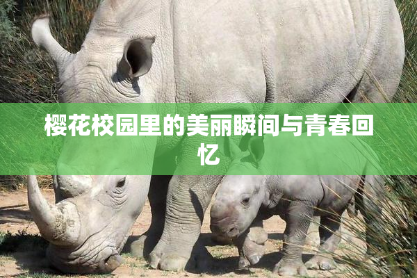 樱花校园里的美丽瞬间与青春回忆