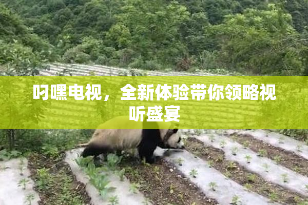 叼嘿电视，全新体验带你领略视听盛宴