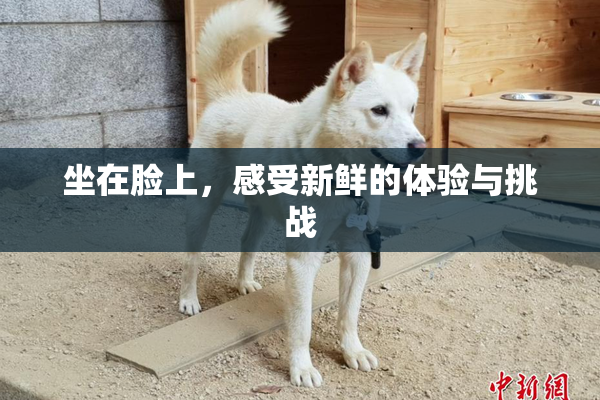 坐在脸上，感受新鲜的体验与挑战