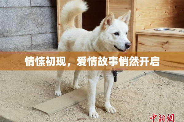 情愫初现，爱情故事悄然开启
