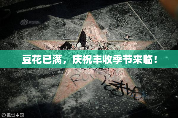 豆花已满，庆祝丰收季节来临！