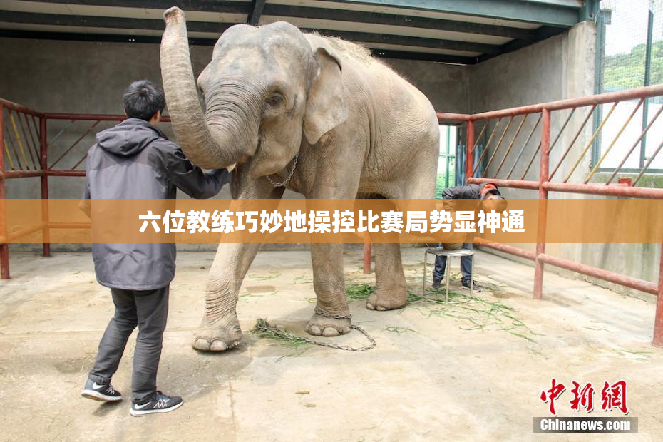 六位教练巧妙地操控比赛局势显神通