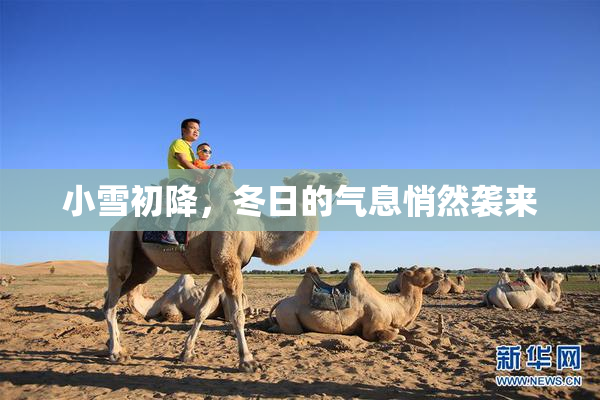 小雪初降，冬日的气息悄然袭来