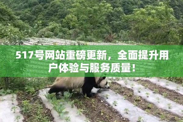 517号网站重磅更新，全面提升用户体验与服务质量！