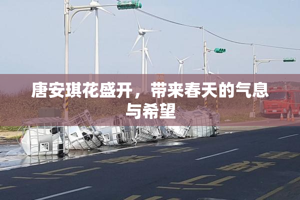 唐安琪花盛开，带来春天的气息与希望