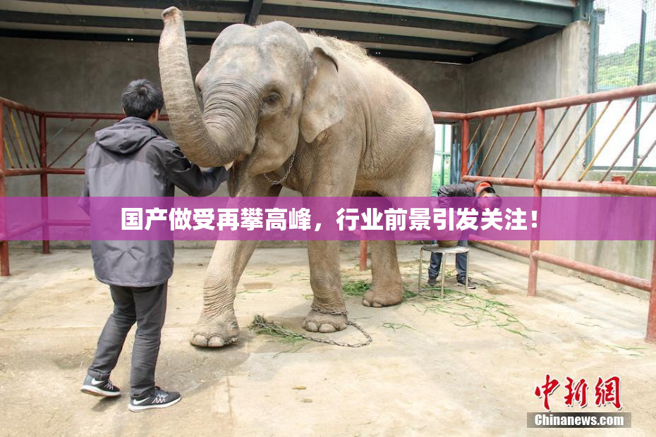 国产做受再攀高峰，行业前景引发关注！