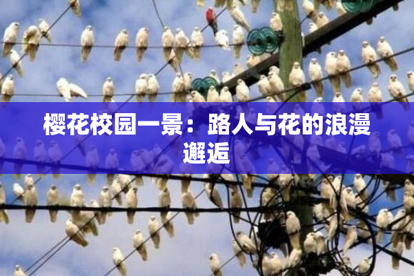 樱花校园一景：路人与花的浪漫邂逅