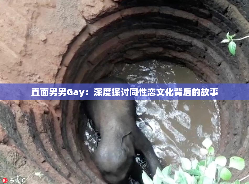 直面男男Gay：深度探讨同性恋文化背后的故事
