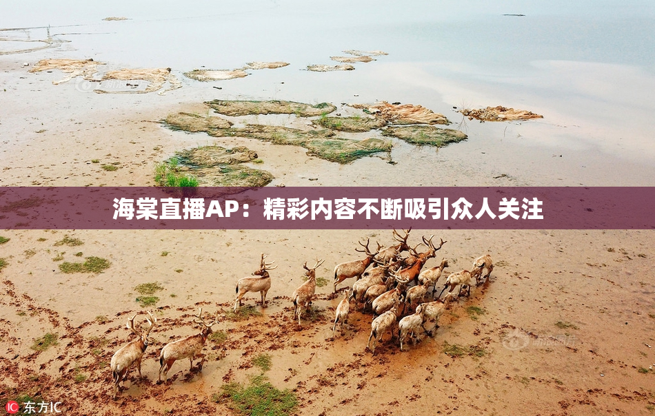 海棠直播AP：精彩内容不断吸引众人关注