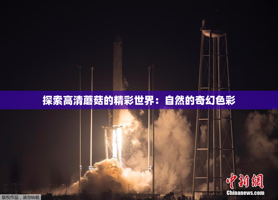 探索高清蘑菇的精彩世界：自然的奇幻色彩