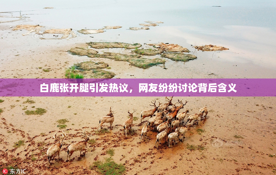 白鹿张开腿引发热议，网友纷纷讨论背后含义