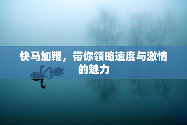快马加鞭，带你领略速度与激情的魅力