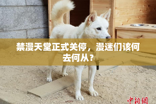 禁漫天堂正式关停，漫迷们该何去何从？