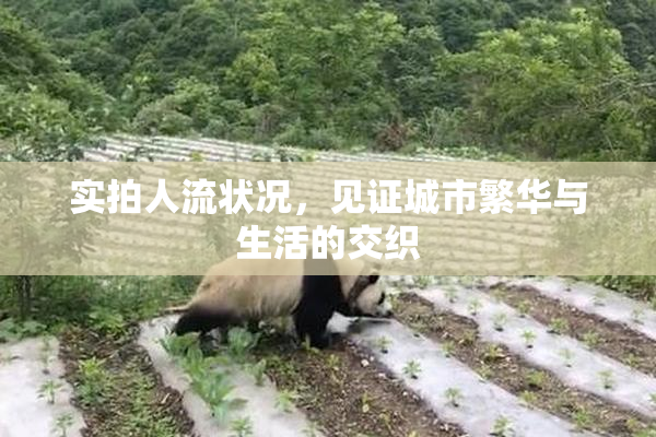 实拍人流状况，见证城市繁华与生活的交织
