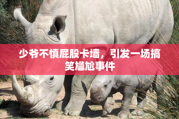 少爷不慎屁股卡墙，引发一场搞笑尴尬事件