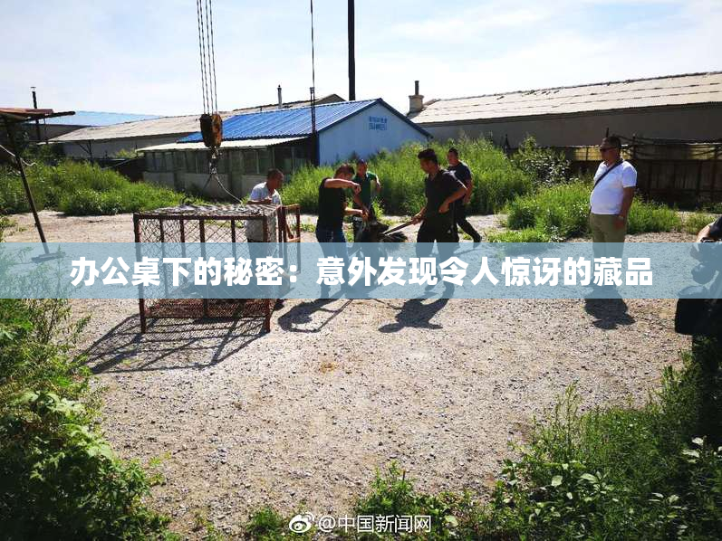 办公桌下的秘密：意外发现令人惊讶的藏品