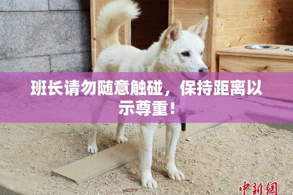 班长请勿随意触碰，保持距离以示尊重！