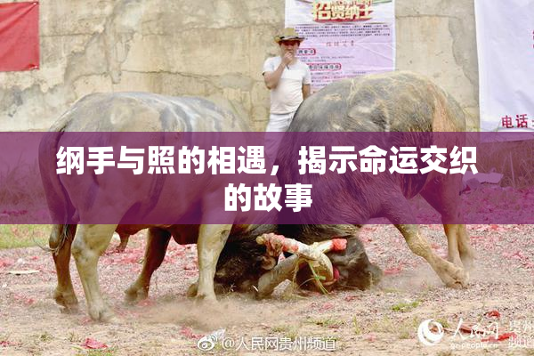 纲手与照的相遇，揭示命运交织的故事