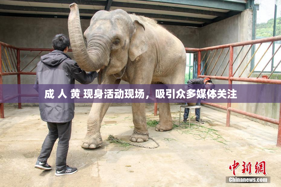 成 人 黄 现身活动现场，吸引众多媒体关注
