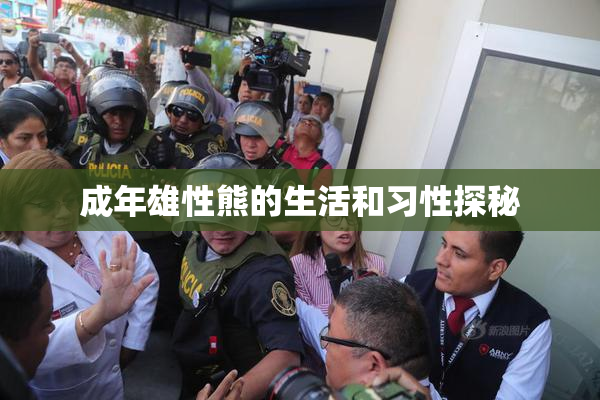 成年雄性熊的生活和习性探秘