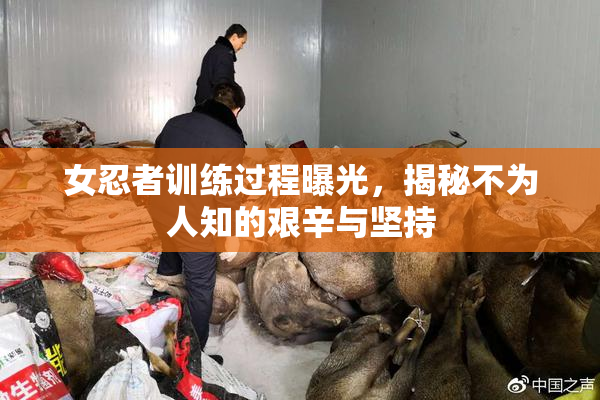 女忍者训练过程曝光，揭秘不为人知的艰辛与坚持