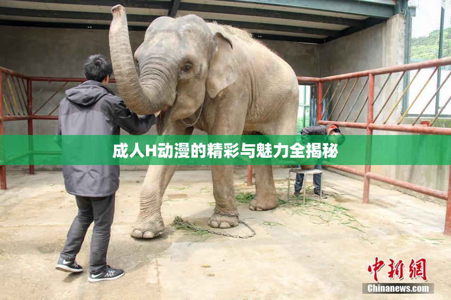 成人H动漫的精彩与魅力全揭秘