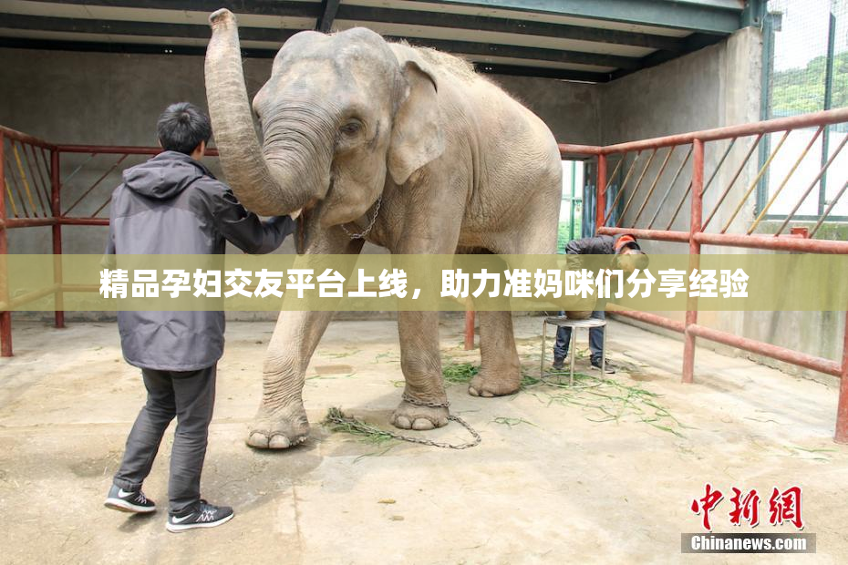 精品孕妇交友平台上线，助力准妈咪们分享经验