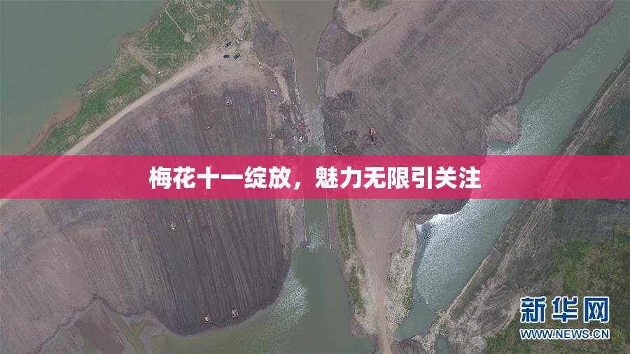 梅花十一绽放，魅力无限引关注