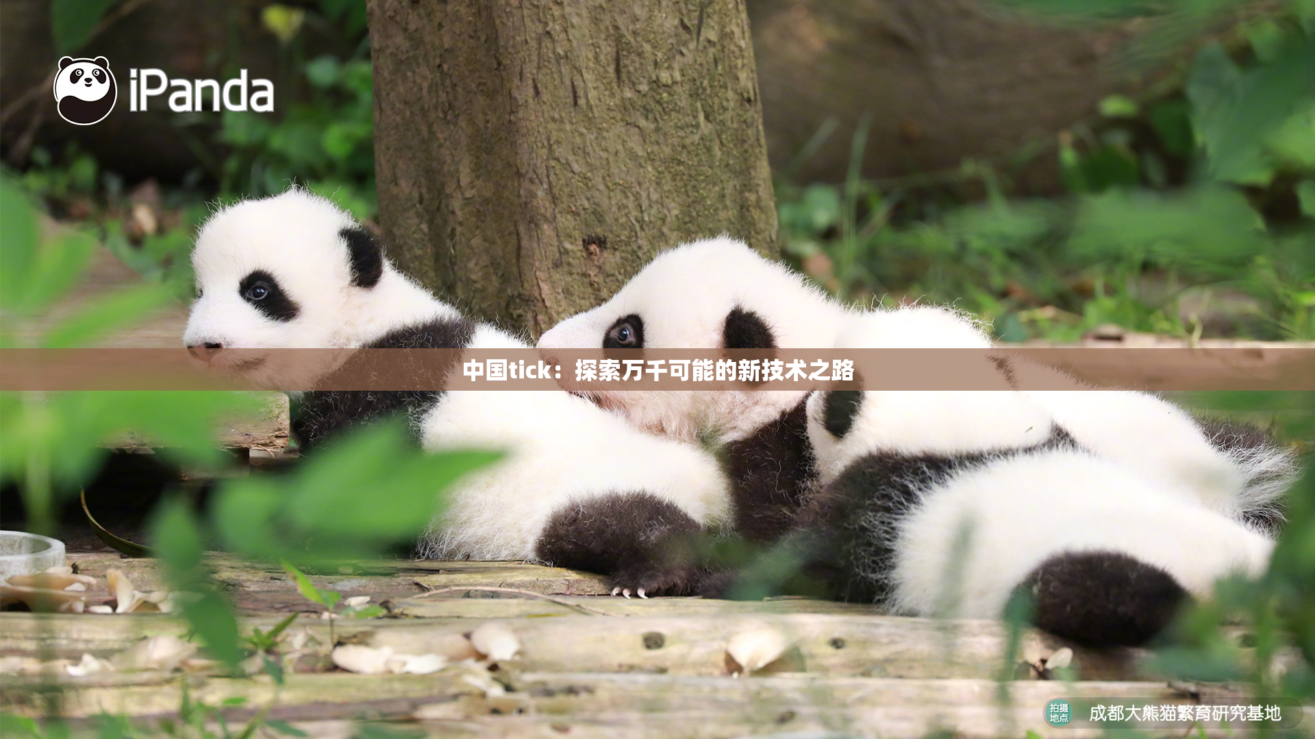 中国tick：探索万千可能的新技术之路